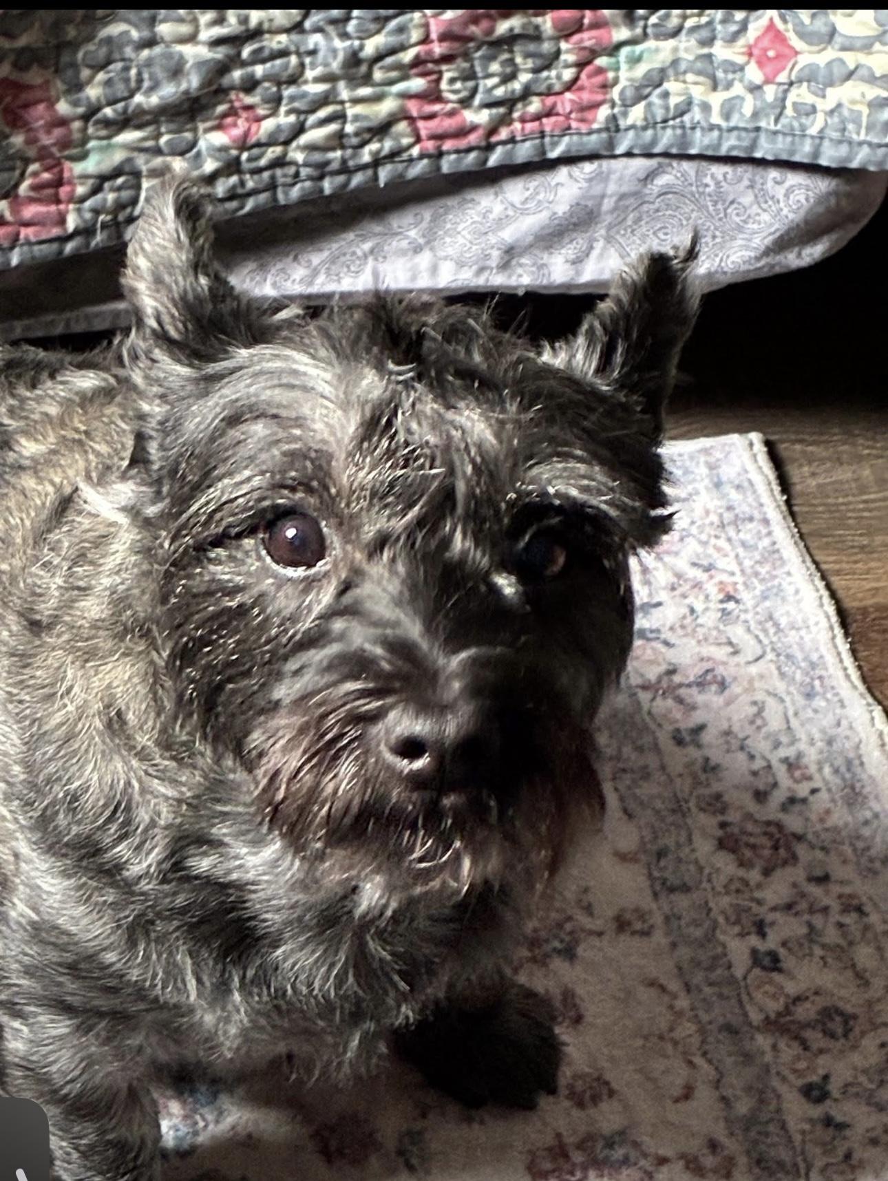 Enlarge Dolly, a Adopted Mixed Breed in Havre, MT image 2/3