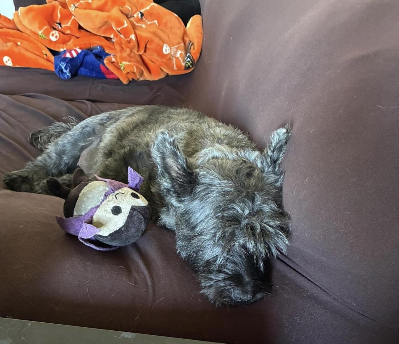 Enlarge Dolly, a Adopted Mixed Breed in Havre, MT image 3/3