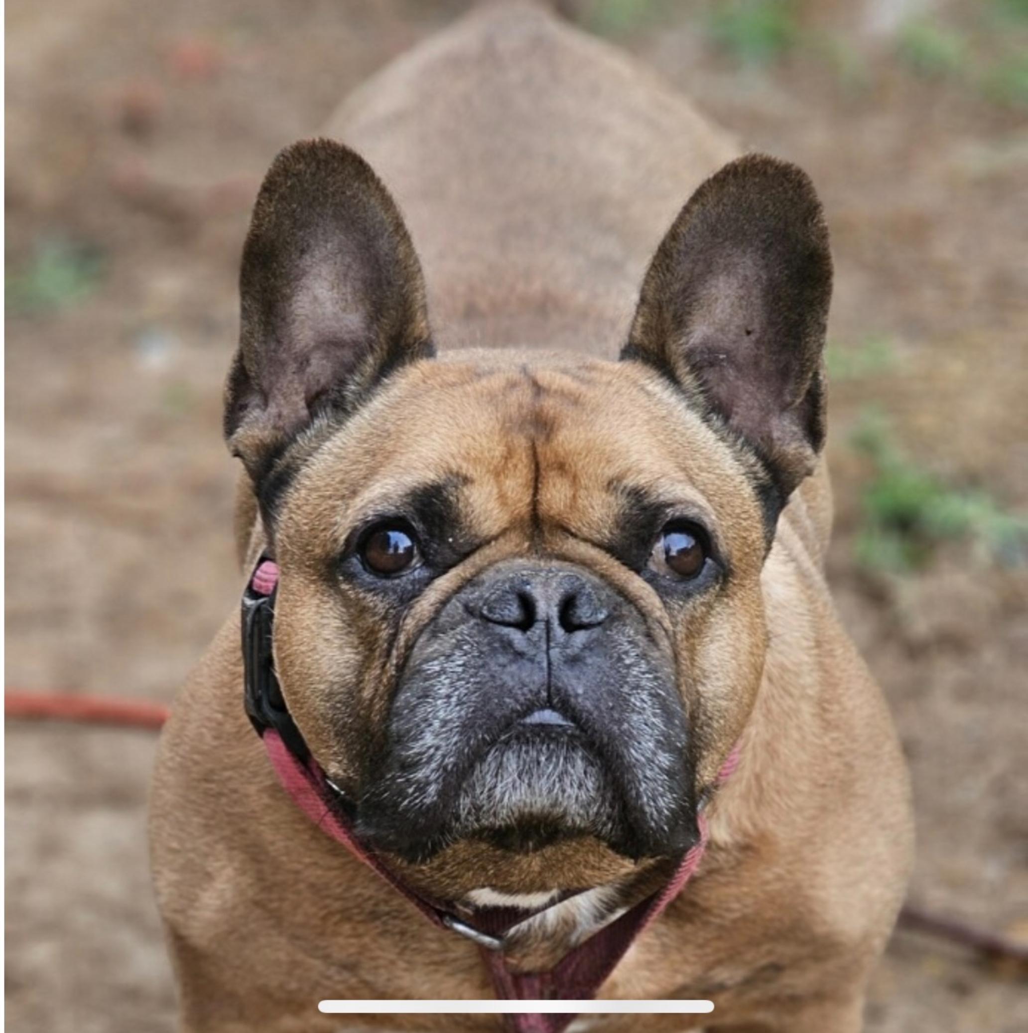 Duke and Mojo, Adult Male unknown
