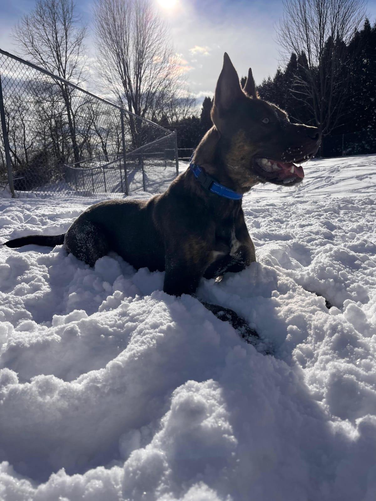 Quilliam, an adoptable mixed breed in Renfrew, PA image 4/6