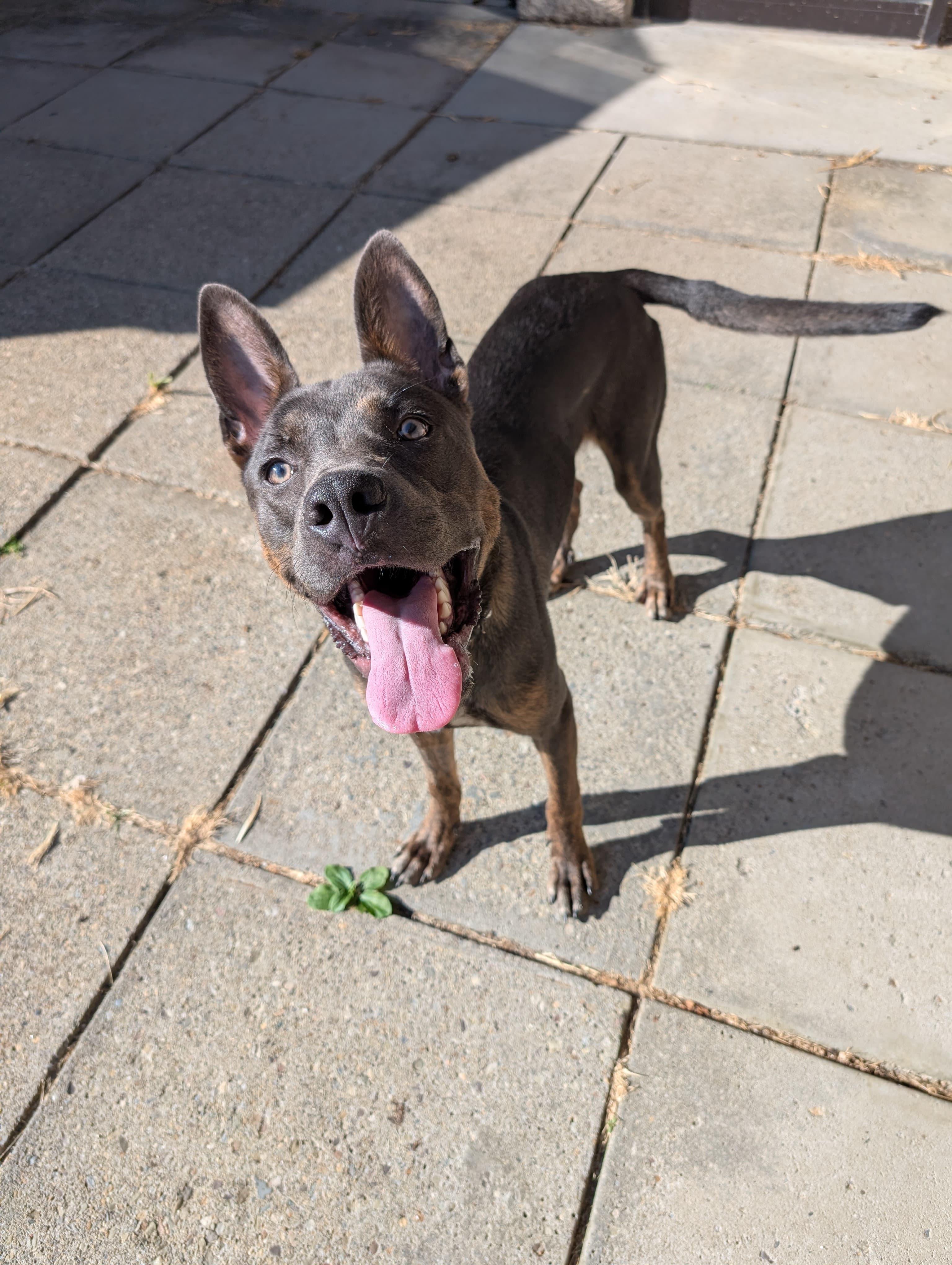Quilliam, an adoptable mixed breed in Renfrew, PA image 6/6