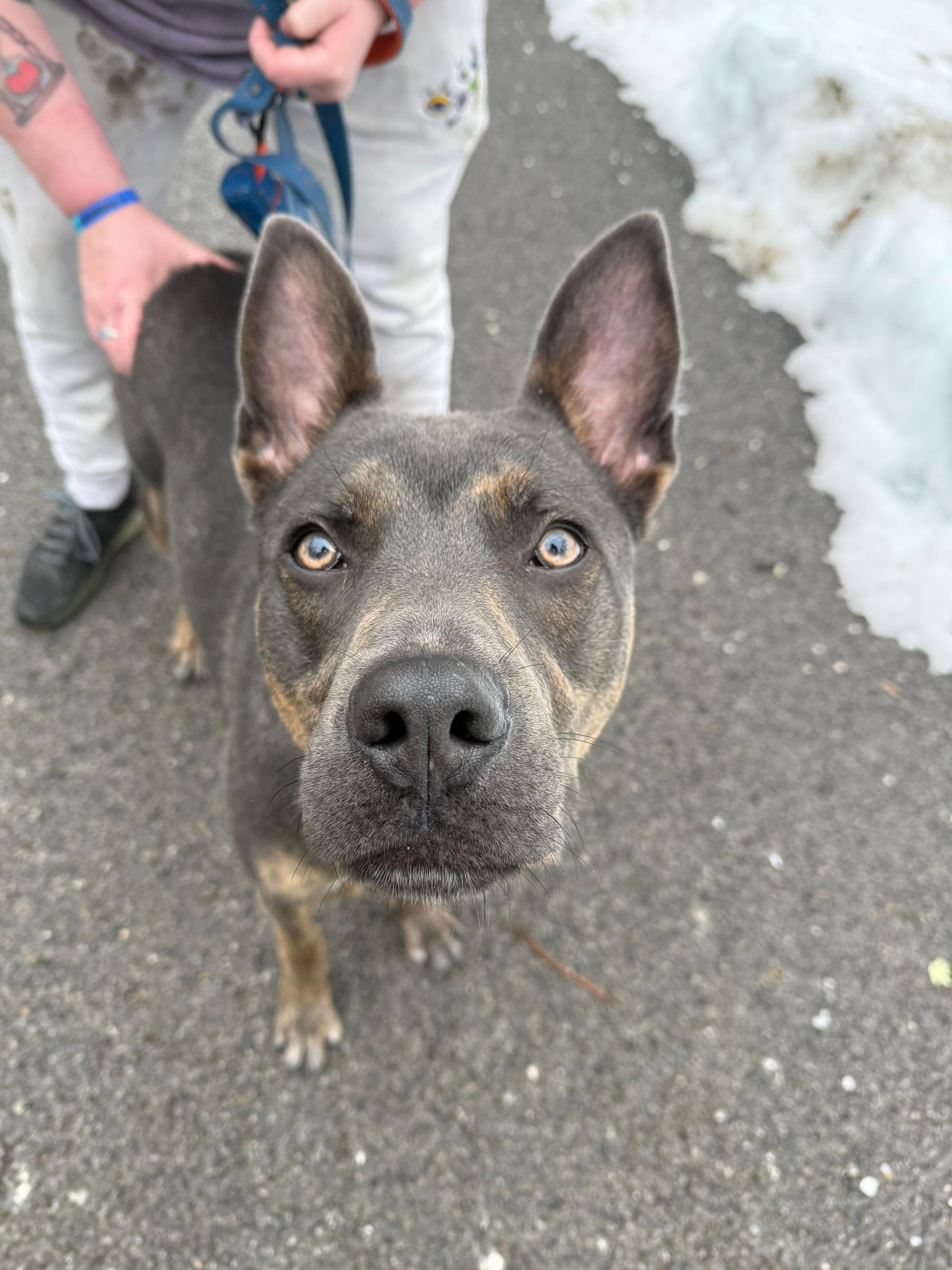Quilliam, an adoptable mixed breed in Renfrew, PA image 2/6