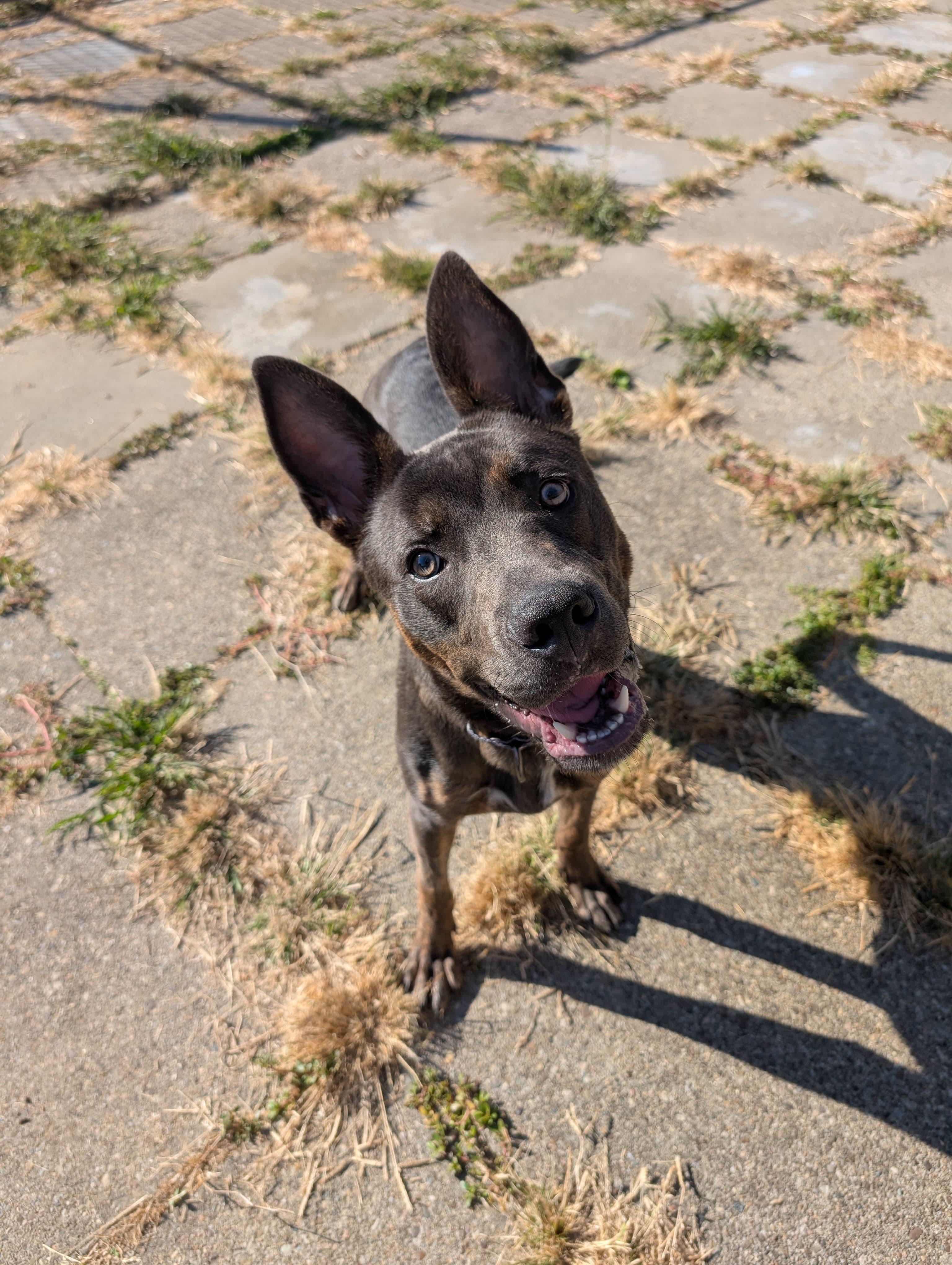 Quilliam, adoptable, Young Male Doberman Pinscher.