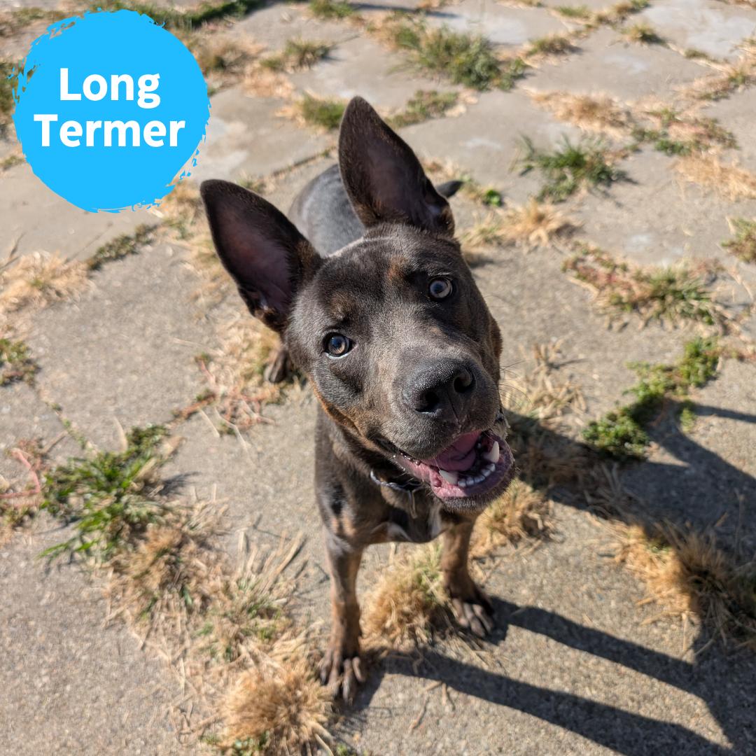 Quilliam, an adoptable mixed breed in Renfrew, PA image 1/6