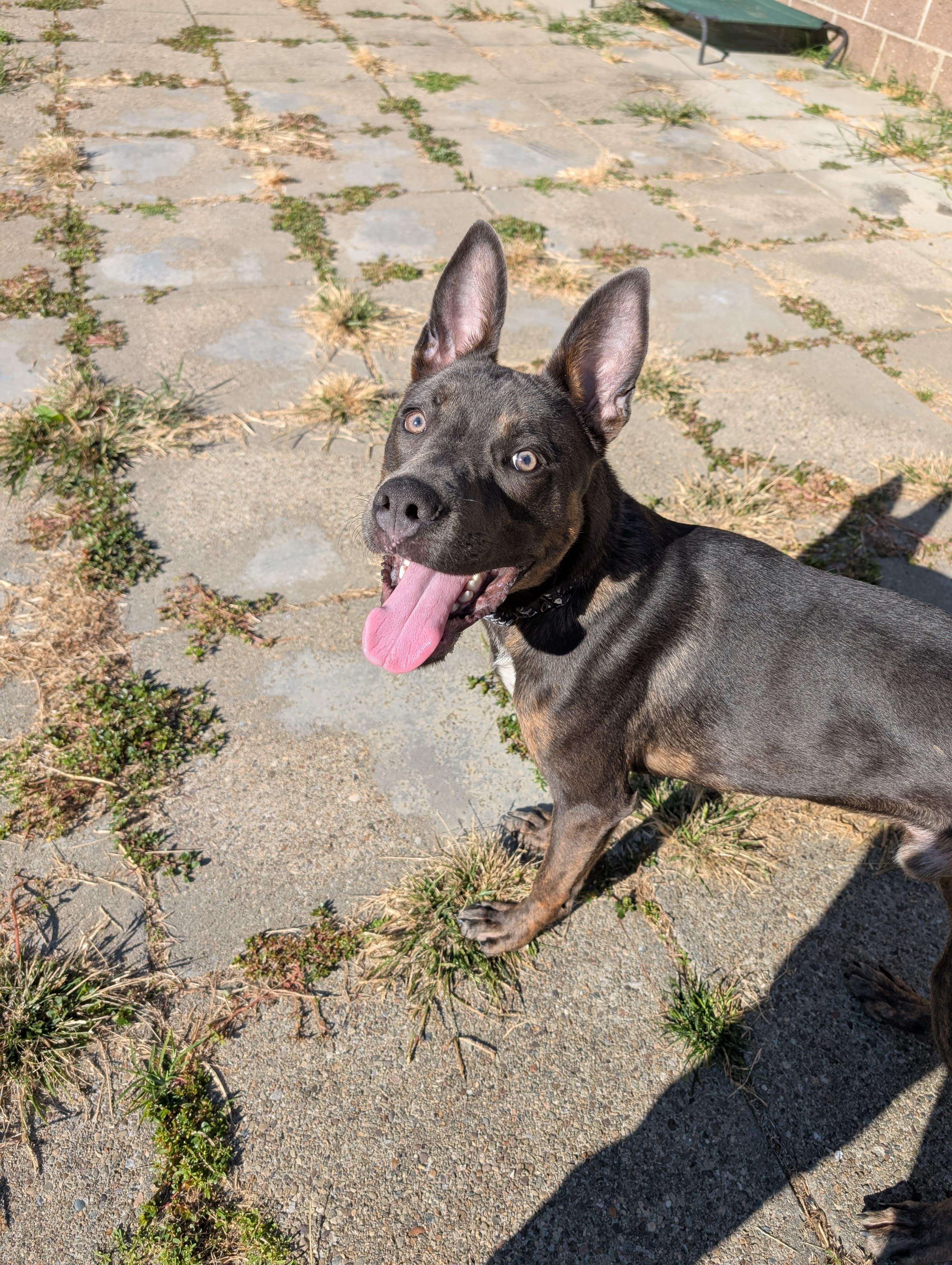 Quilliam, an adoptable mixed breed in Renfrew, PA image 3/6