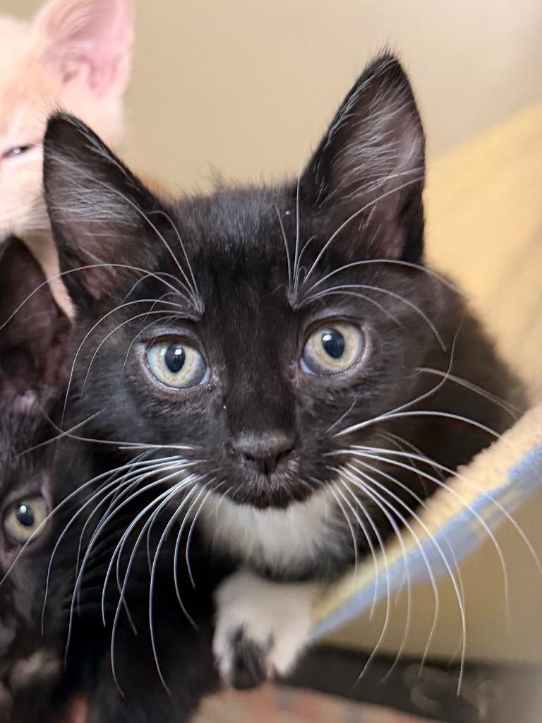 Stapler, Adoptable, Kitten Female Domestic Short Hair.