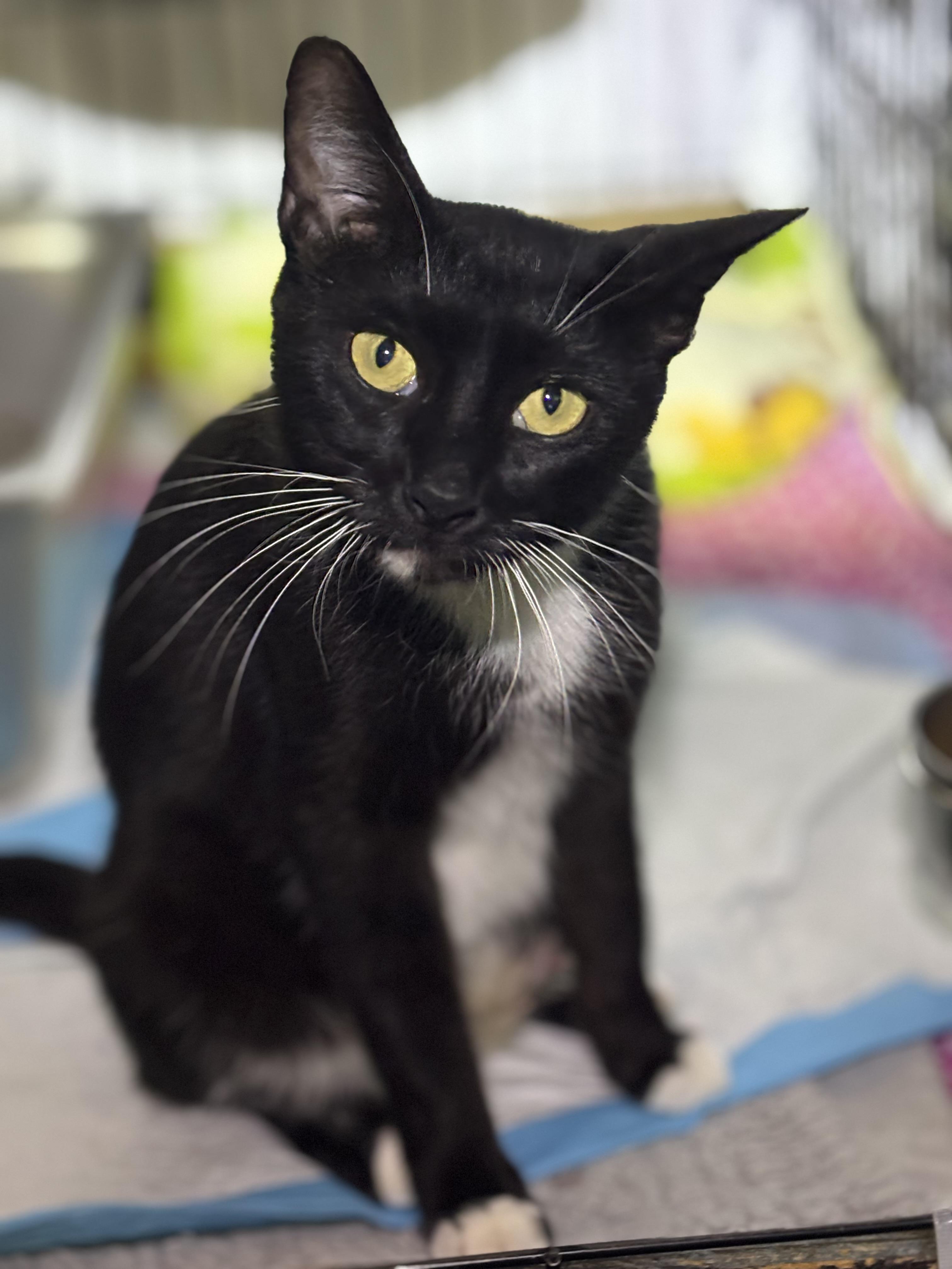 KIT KAT, a Adoptable Domestic Short Hair in Pittsburgh, PA image 5/6