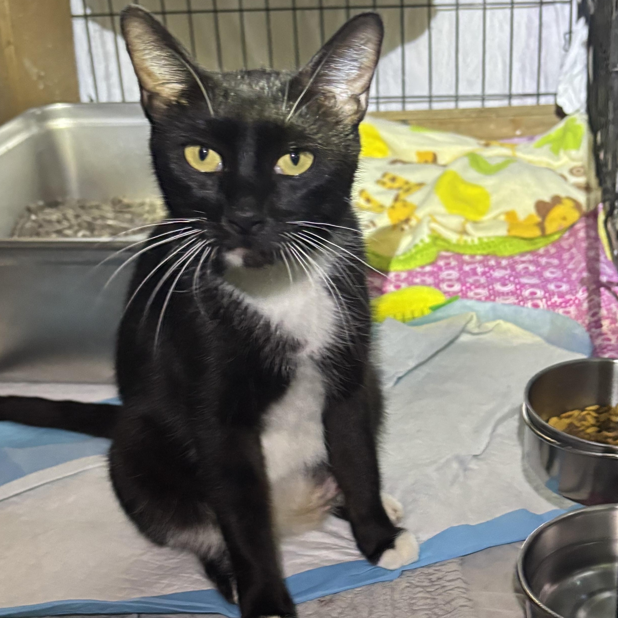 KIT KAT, a Adoptable Domestic Short Hair in Pittsburgh, PA image 6/6