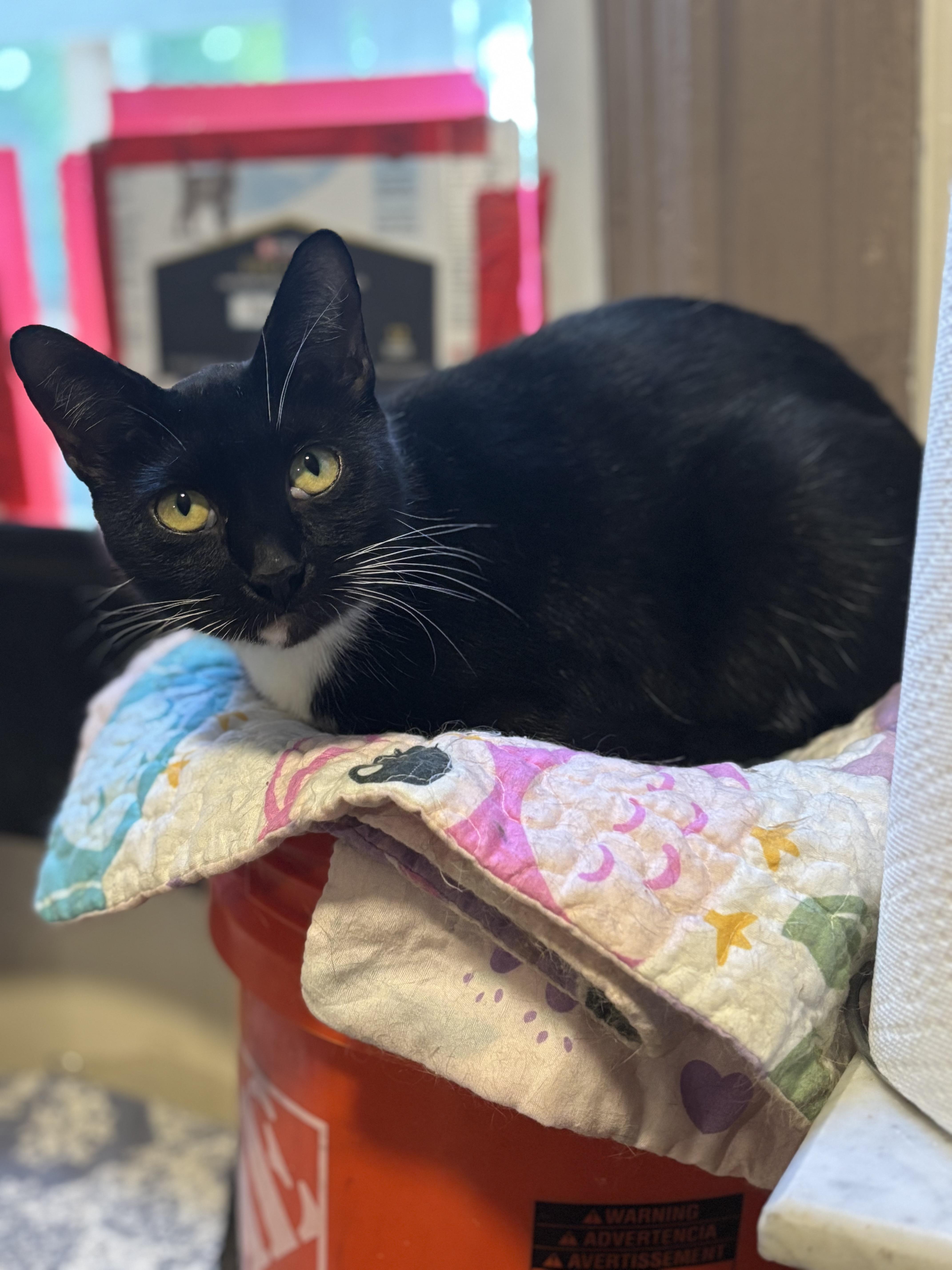 KIT KAT, Adoptable, Adult Female Domestic Short Hair.