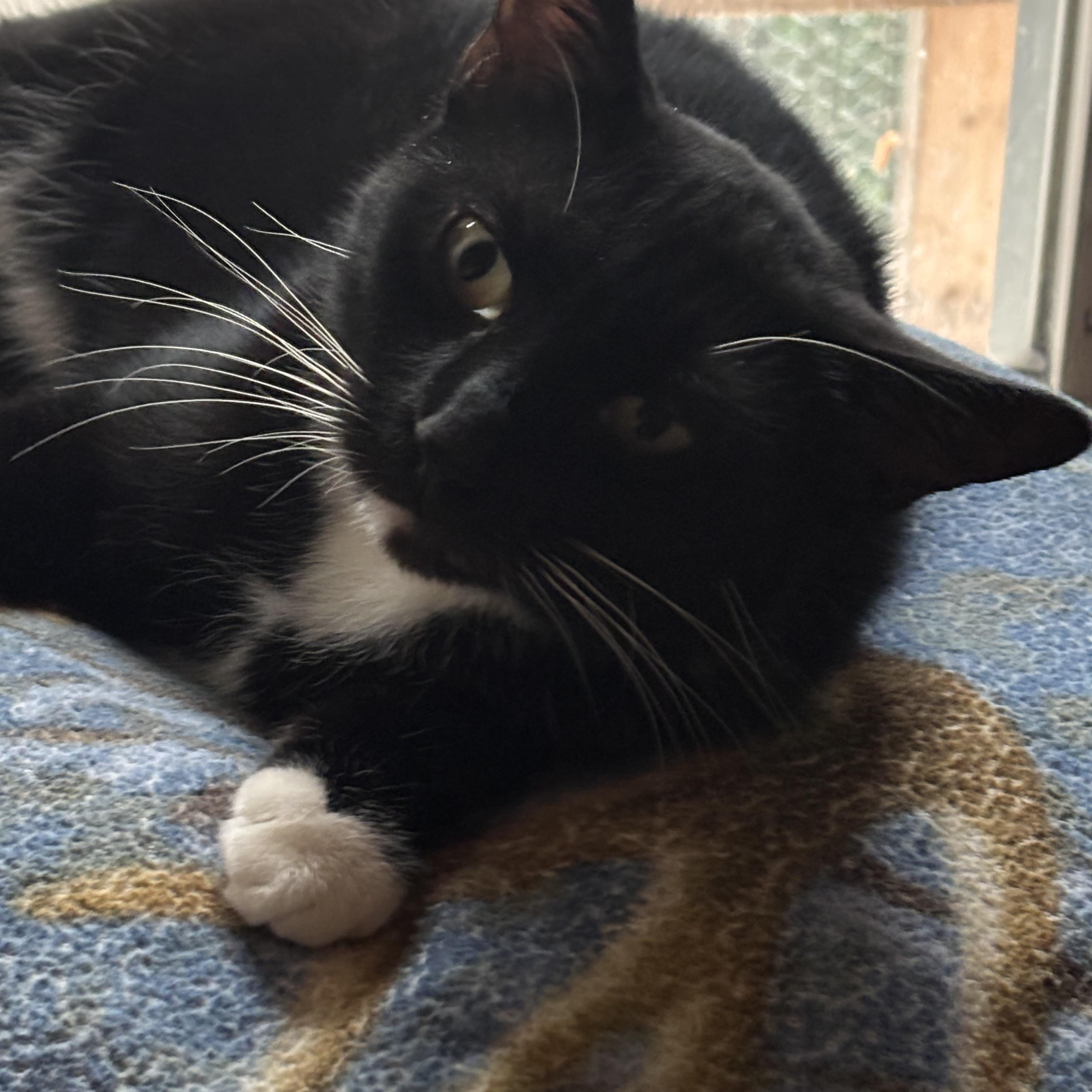 KIT KAT, Adoptable, Adult Female Domestic Short Hair.