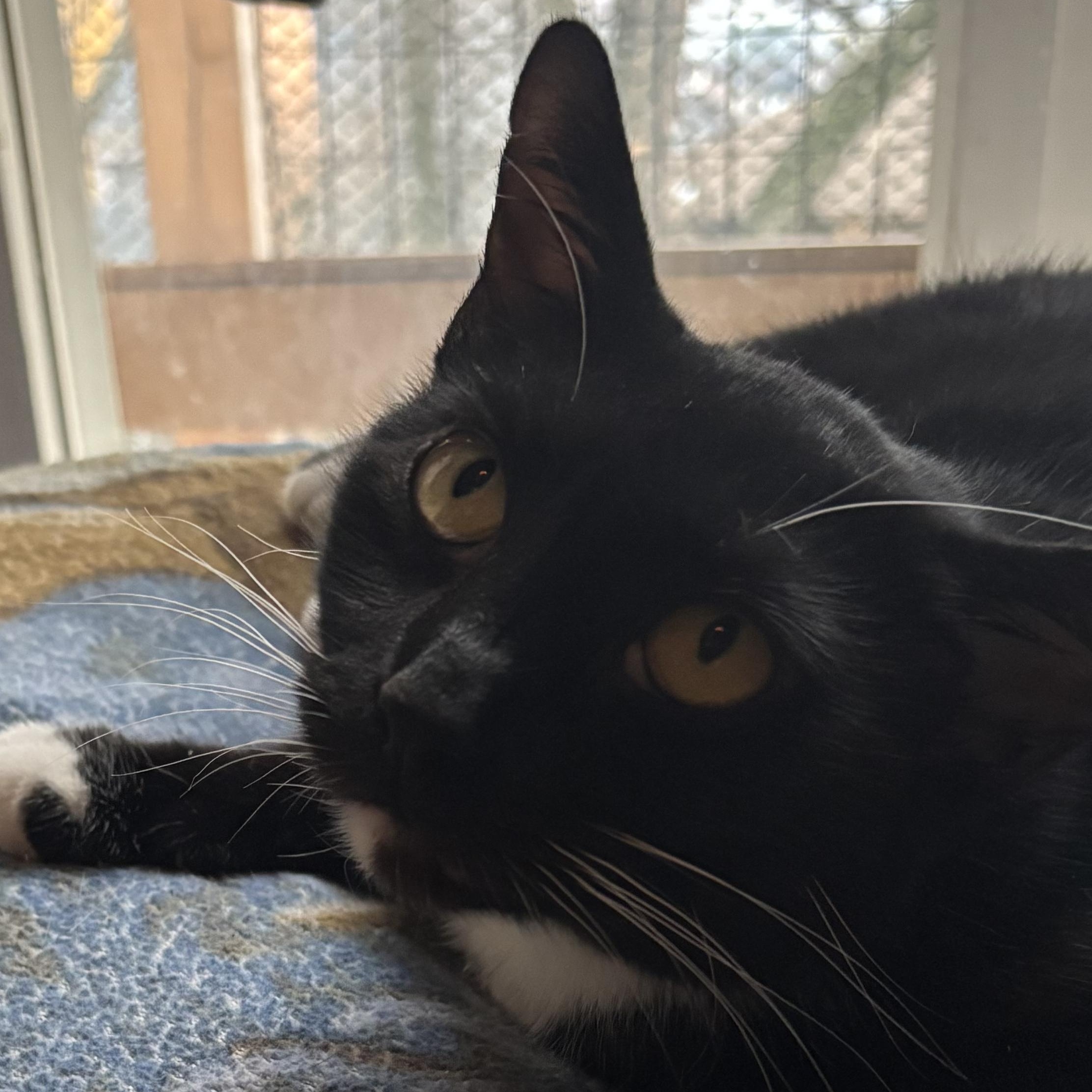 KIT KAT, a Adoptable Domestic Short Hair in Pittsburgh, PA image 3/6