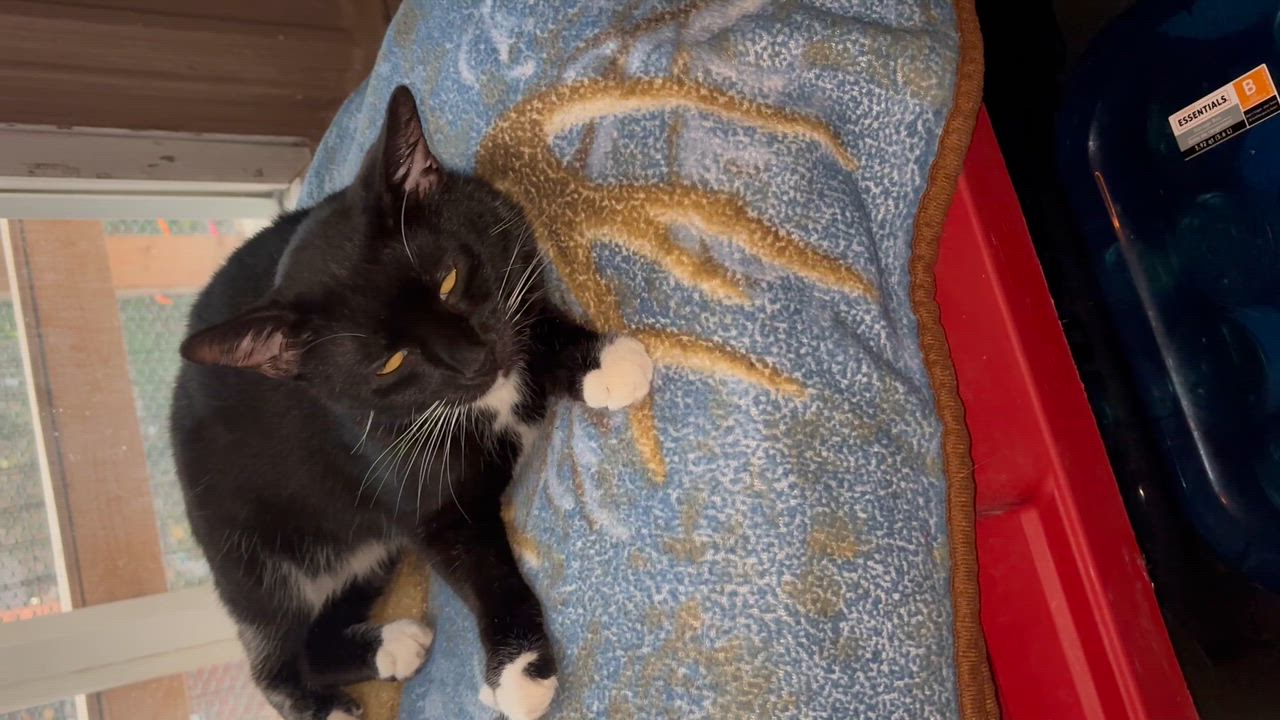 Enlarge KIT KAT, a Adoptable Domestic Short Hair in Pittsburgh, PA video 4/6