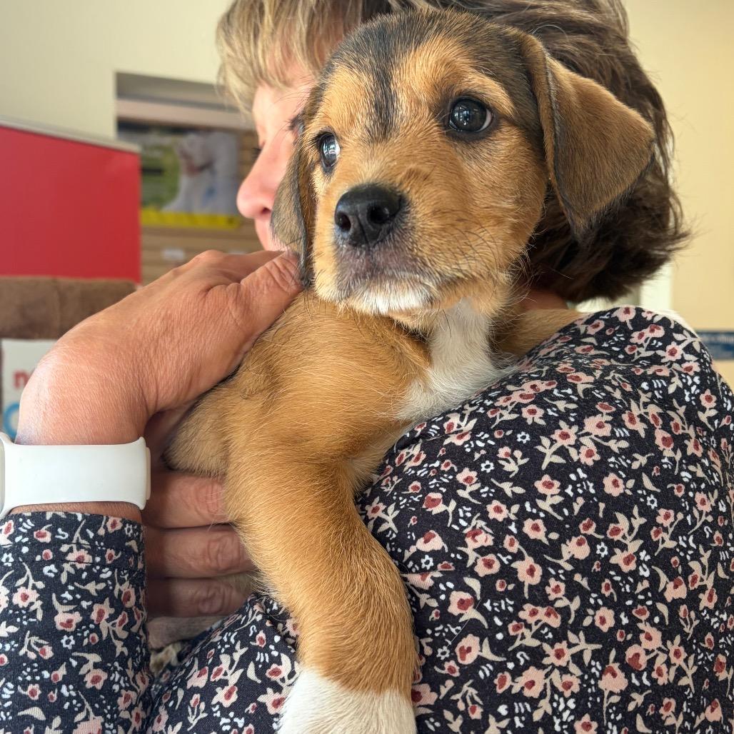 Copper, a Adoptable Mixed Breed in Morrisville, VT image 1/3