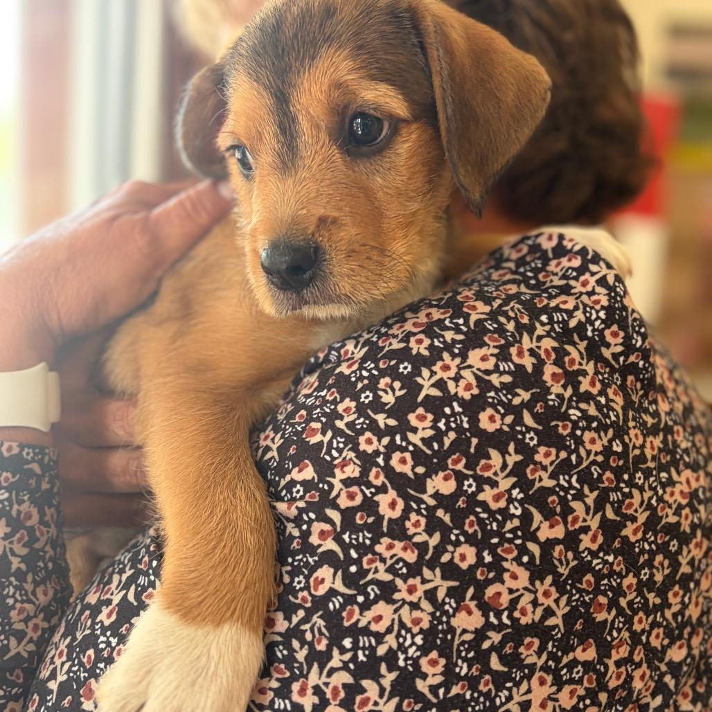 Copper, a Adoptable Mixed Breed in Morrisville, VT image 2/3