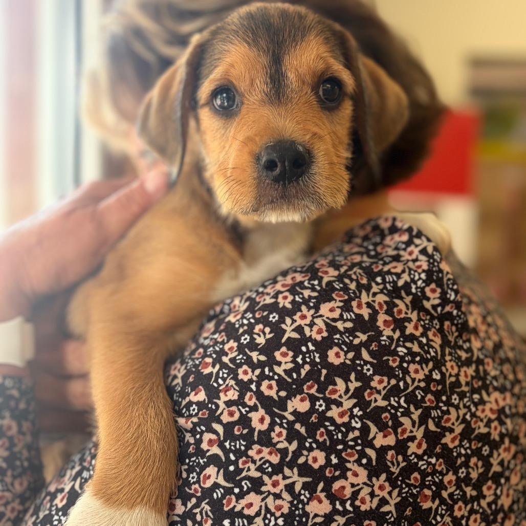 Copper, a Adoptable Mixed Breed in Morrisville, VT image 3/3