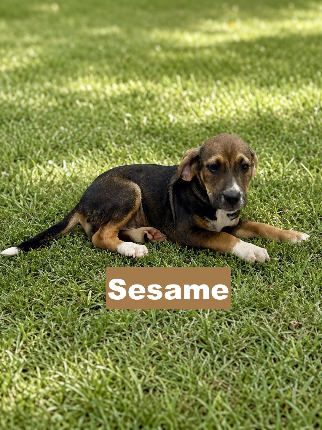 Enlarge Sesame, a Adoptable mixed breed in Paramus, NJ image 3/3