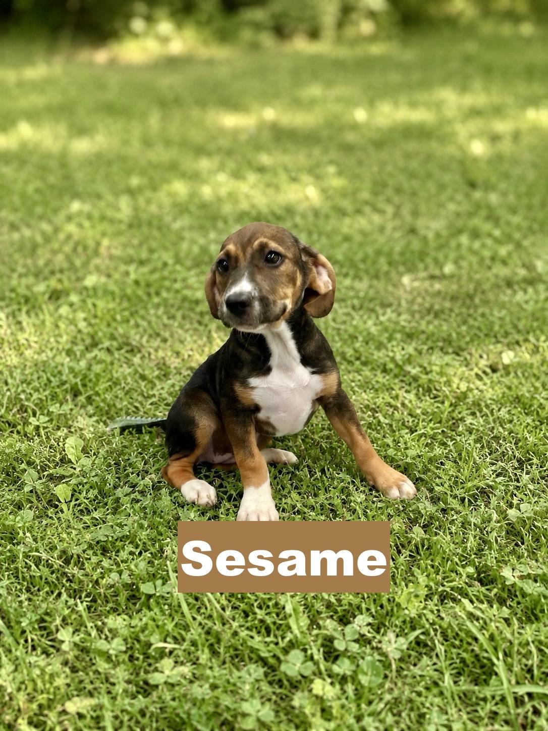 Sesame, Adoptable, Puppy Female Beagle.