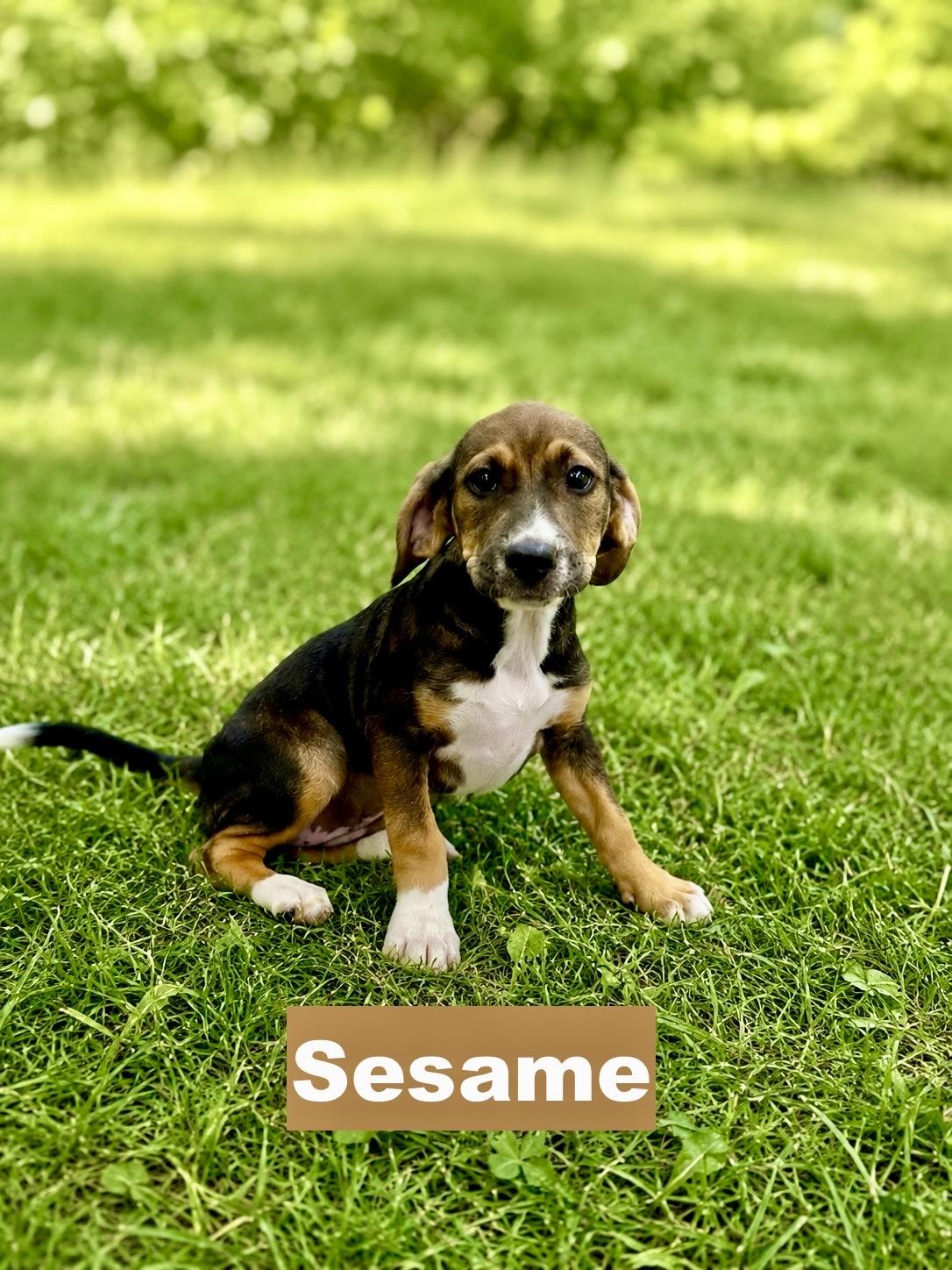 Enlarge Sesame, a Adoptable mixed breed in Paramus, NJ image 2/3