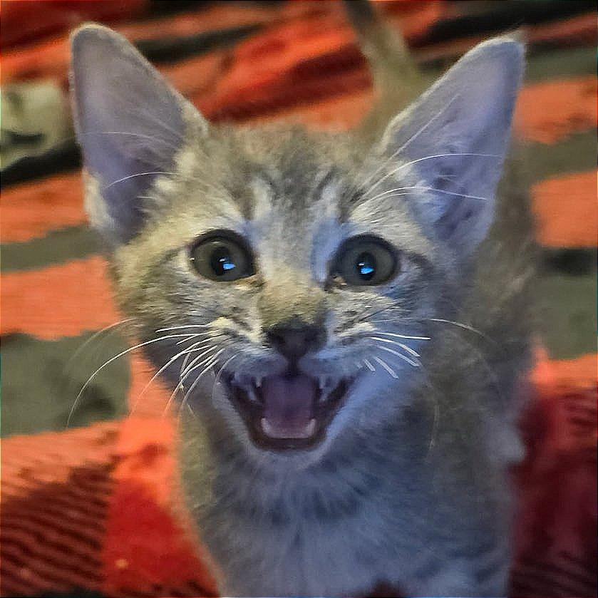 Enlarge Purrcy, a Adoptable Domestic Short Hair in Atlanta, GA image 1/1