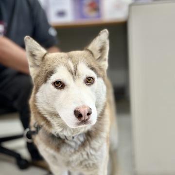 Cinnamon, Adoptable, Adult Female Husky.