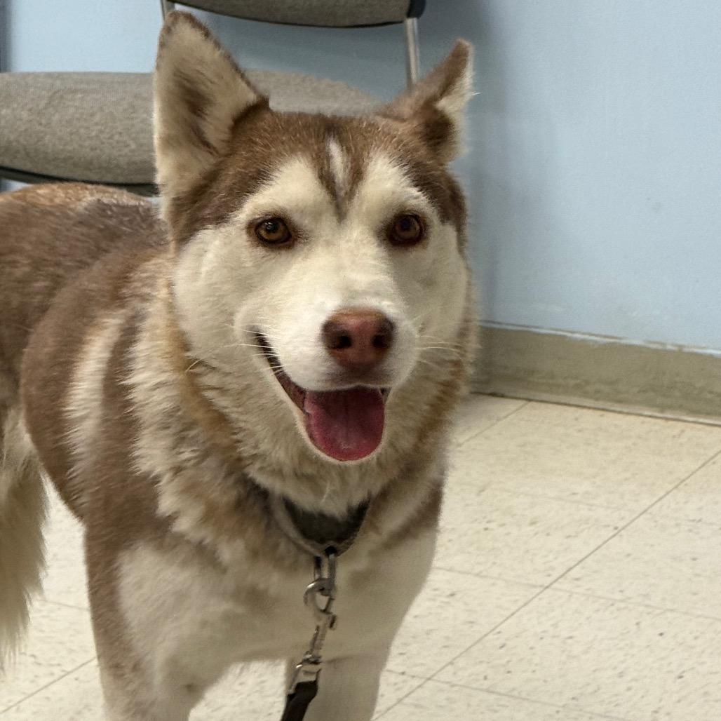 Enlarge Cinnamon, a Adoptable Husky in Fresno, CA image 3/6