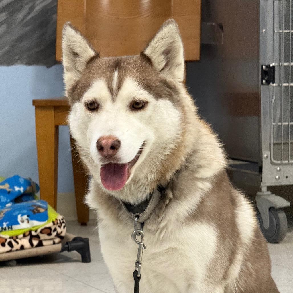 Cinnamon, Adoptable, Adult Female Husky.