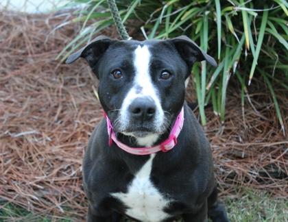 Smiley, Adoptable, Adult Female American Bulldog & Mixed Breed.