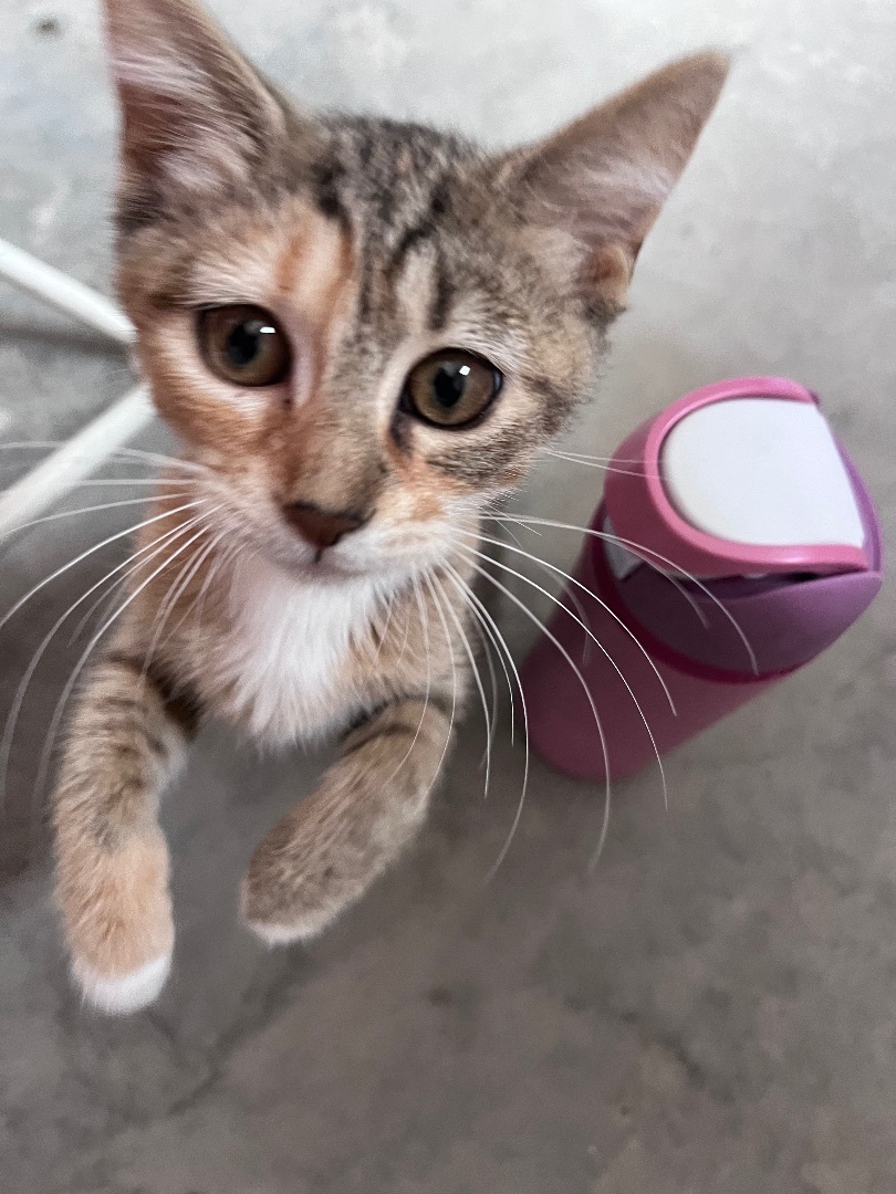 Callie, Adopted, Kitten Female Domestic Short Hair.