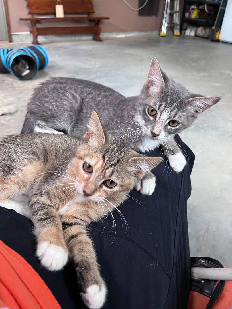 Enlarge Callie, a Adopted Domestic Short Hair in Brighton, IL image 2/2