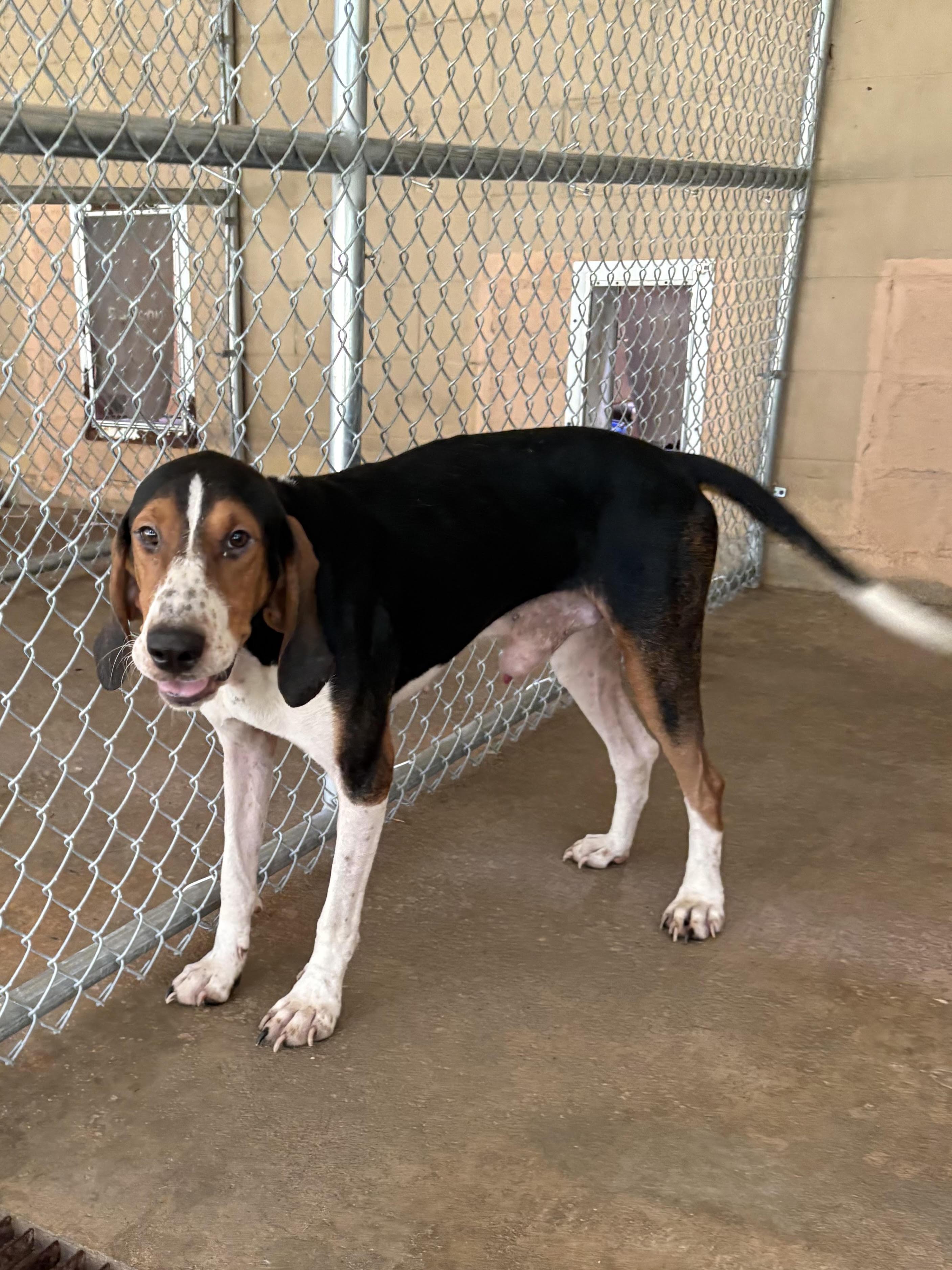 Enlarge Brag, a Adoptable Black and Tan Coonhound in Monticello, GA image 1/1