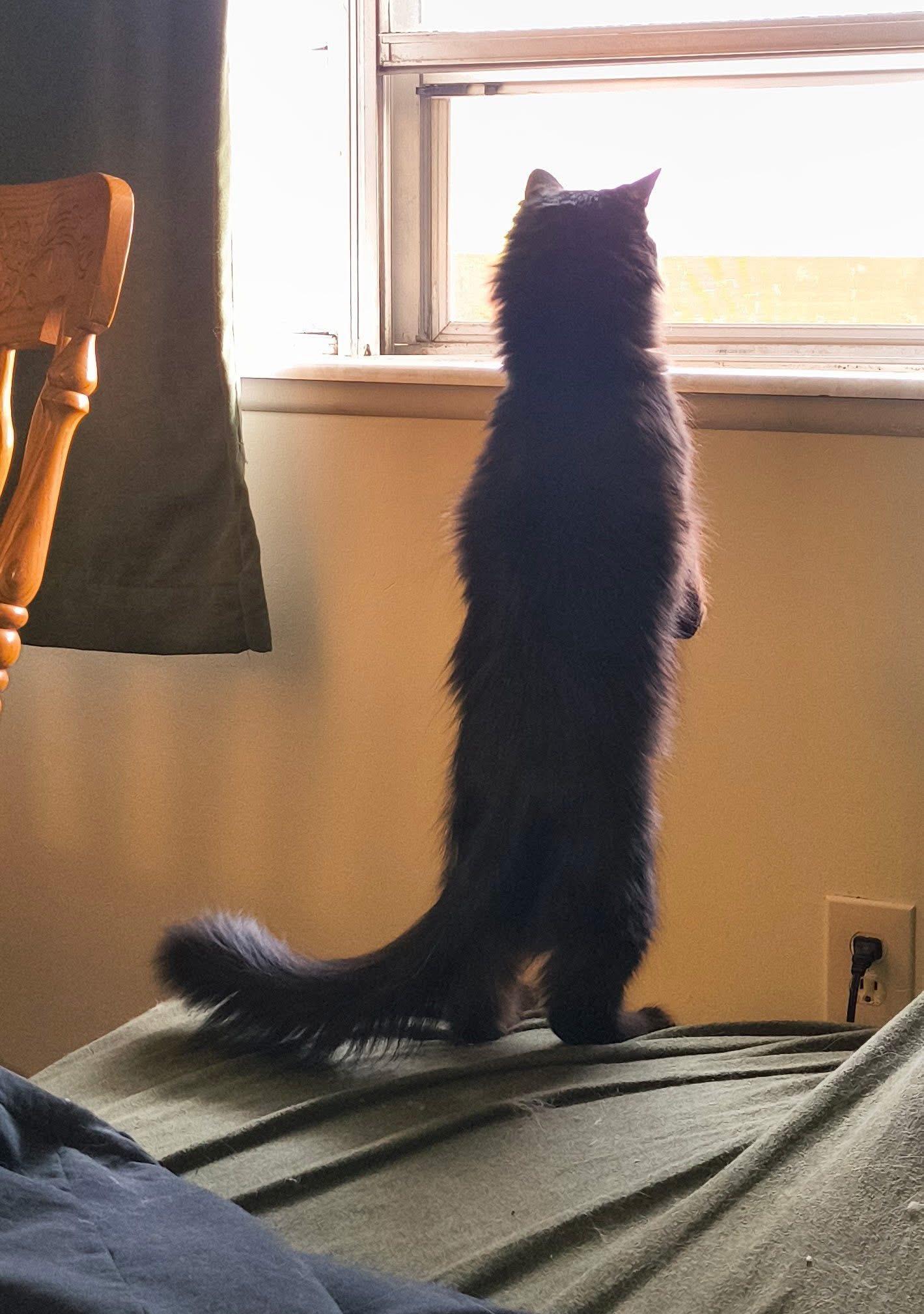 Susuwatari, a ADOPTABLE Domestic Medium Hair in Manhattan, KS image 2/2
