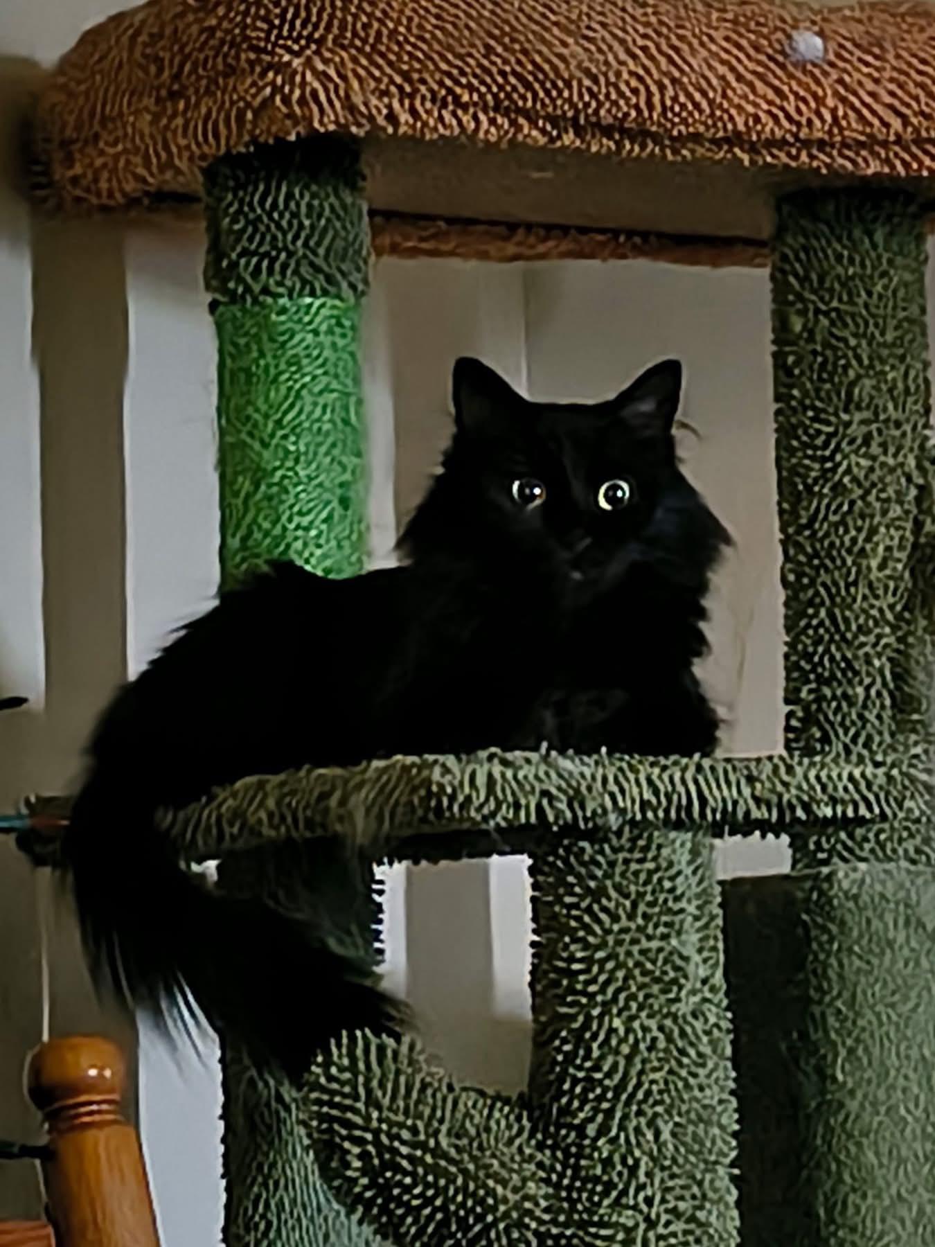 Susuwatari, ADOPTABLE, Young Female Domestic Medium Hair.