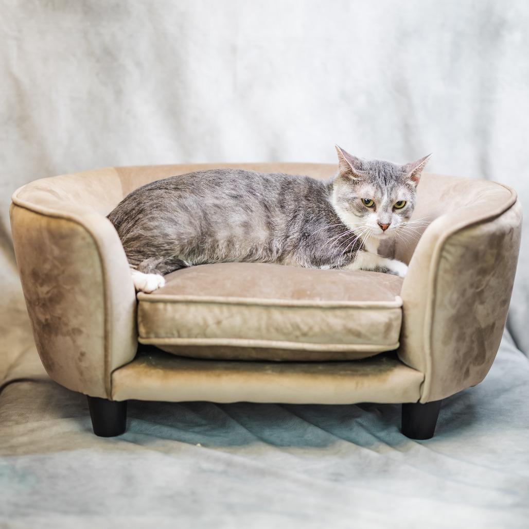 Jingle-C, Adoptable, Adult Male Domestic Short Hair.