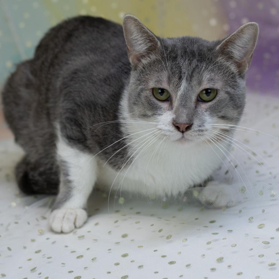 Enlarge Jingle-C, a Adoptable Domestic Short Hair in East Saint Louis, IL image 2/6