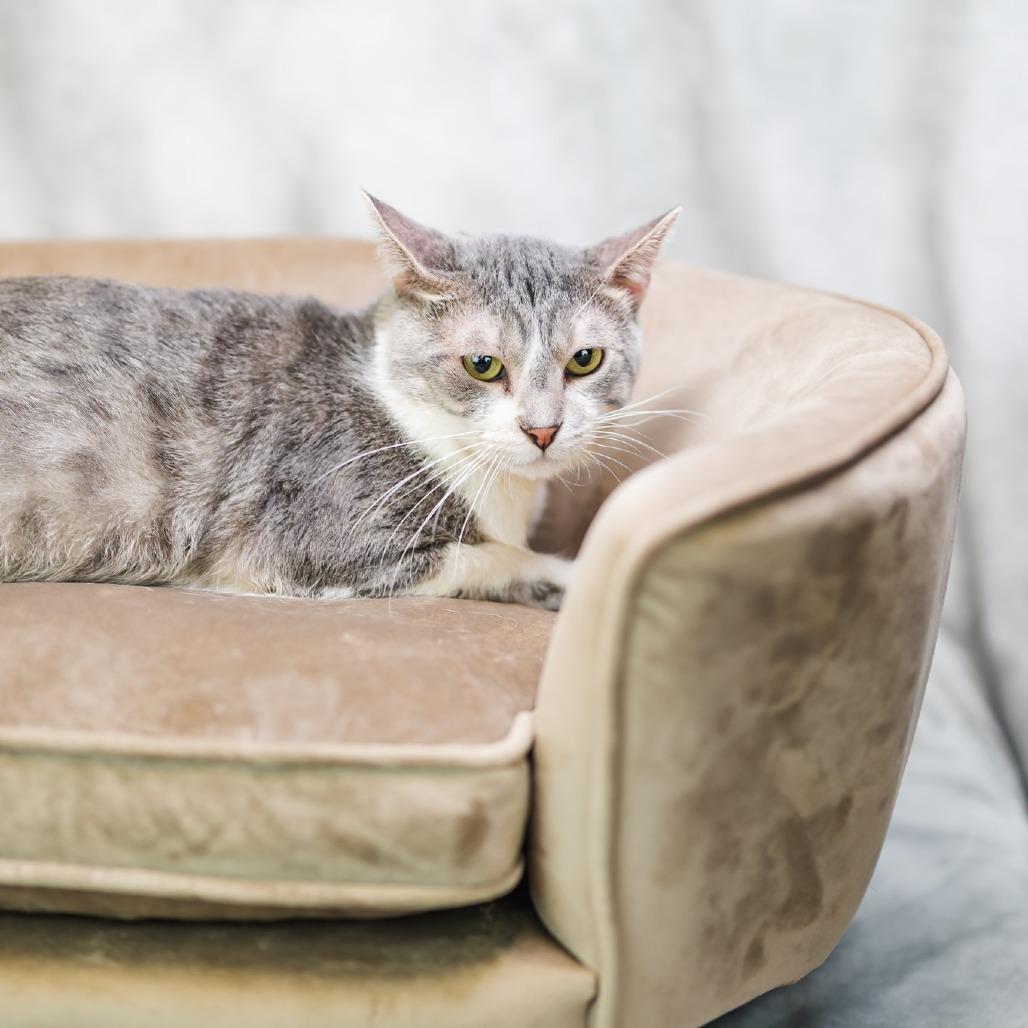 Enlarge Jingle-C, a Adoptable Domestic Short Hair in East Saint Louis, IL image 4/6