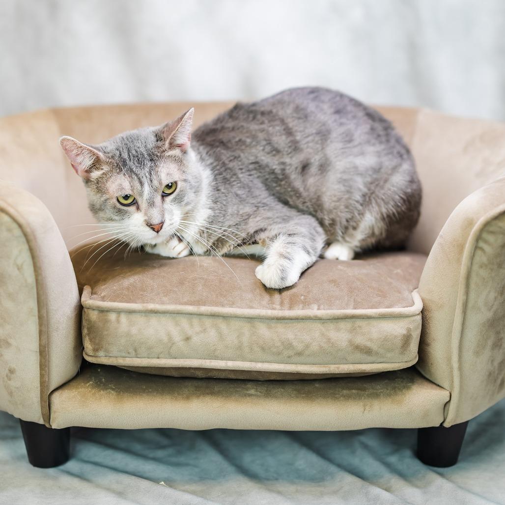 Enlarge Jingle-C, a Adoptable Domestic Short Hair in East Saint Louis, IL image 6/6
