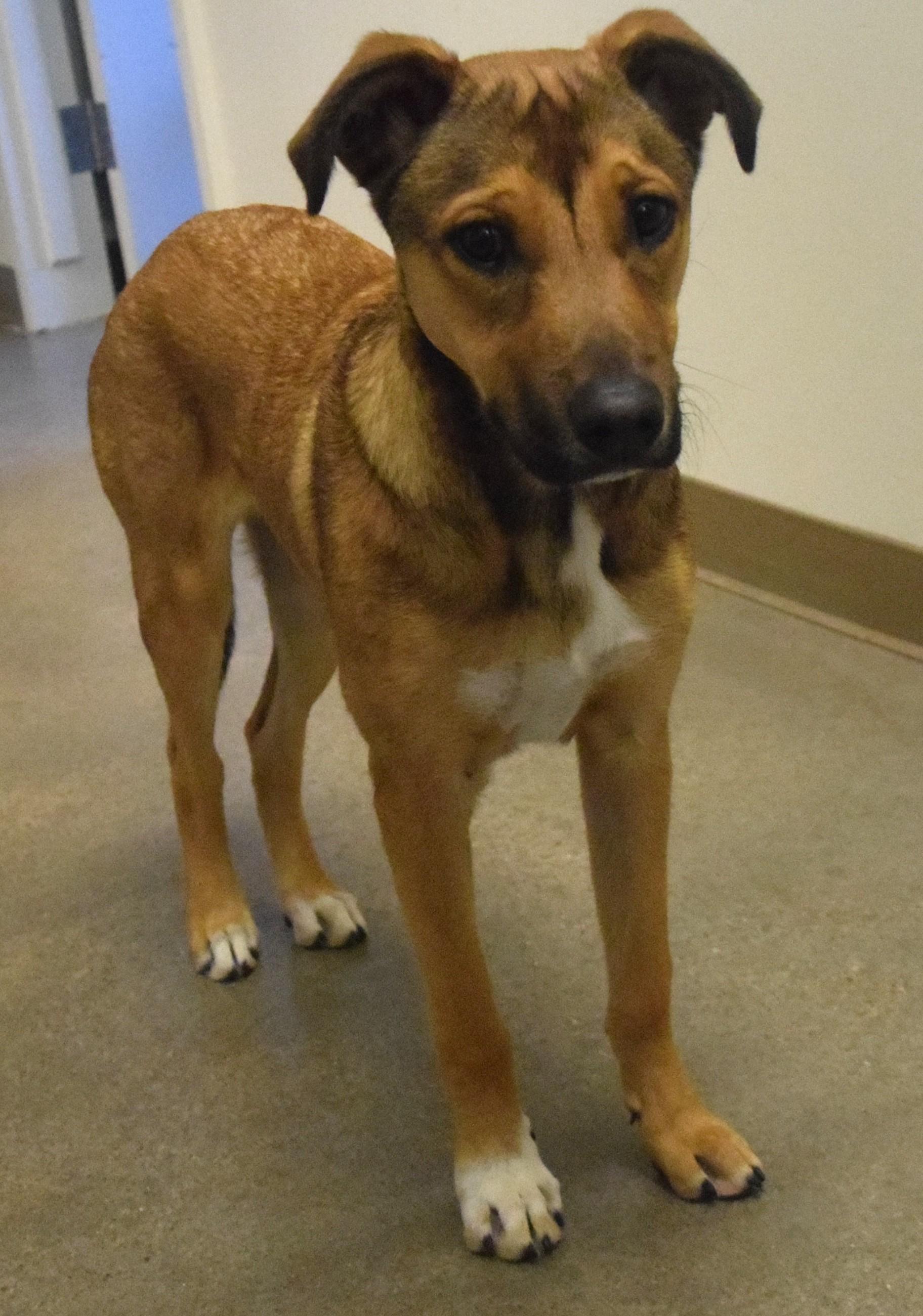 Enlarge #22012 "Koda", a ADOPTABLE mixed breed in Broken Arrow, OK image 1/1