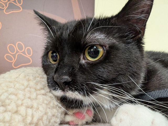 Biscuit, a ADOPTABLE Domestic Short Hair in Lake Orion, MI image 2/2