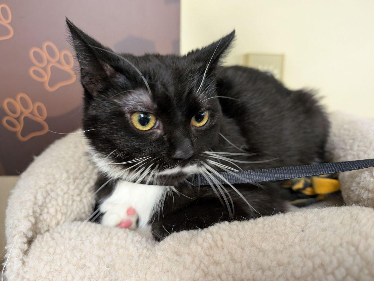 Biscuit, ADOPTABLE, Kitten Female Domestic Short Hair.