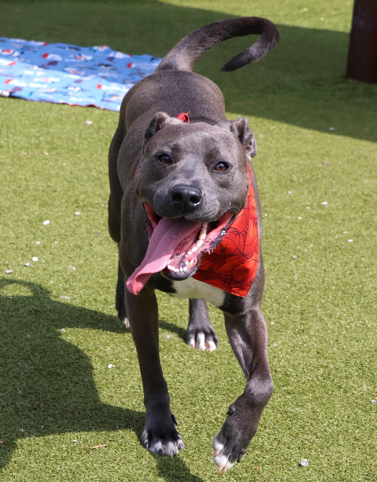 Knightly- Project Homebound, a ADOPTABLE Mixed Breed in Athens, GA image 5/5