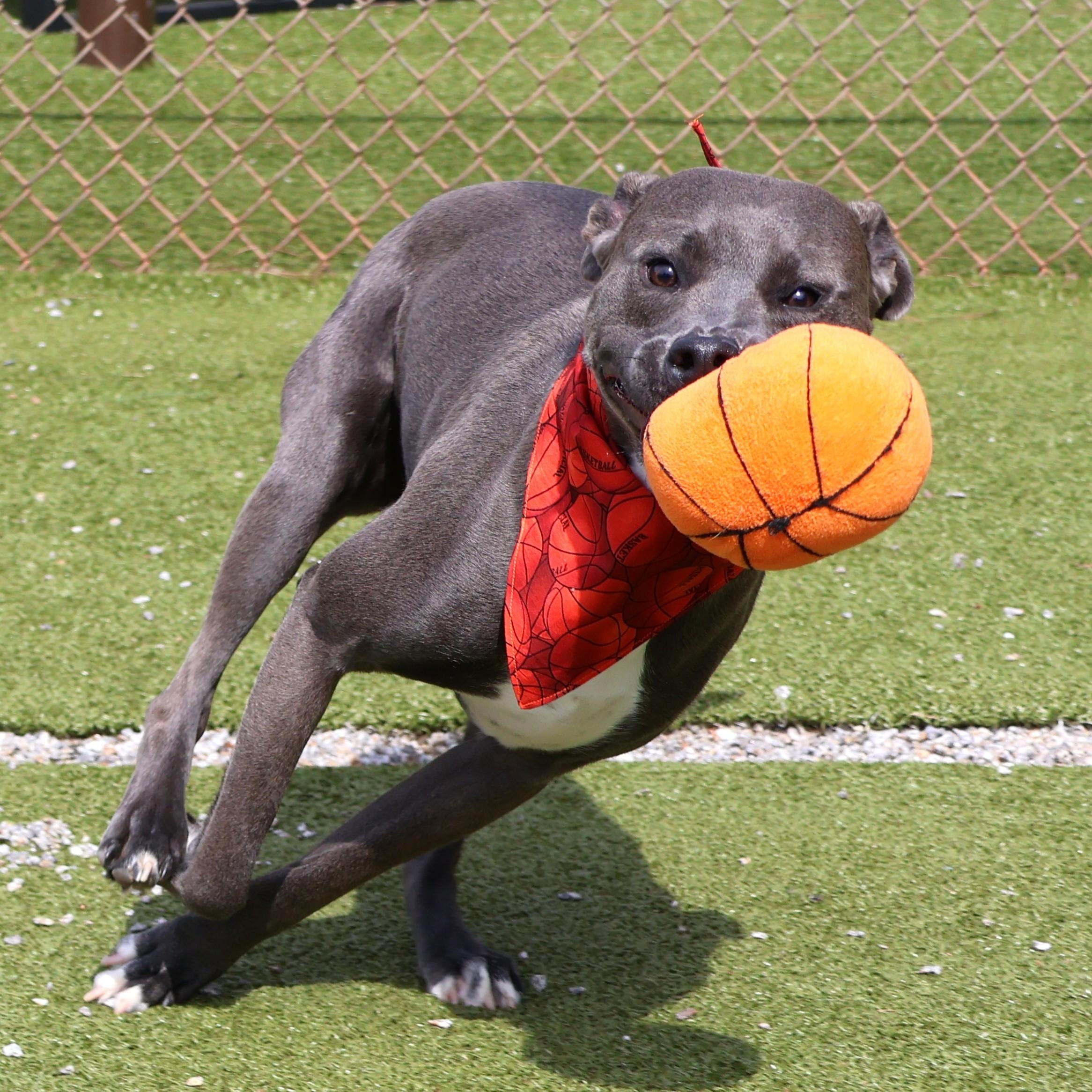 Knightly- Project Homebound, a ADOPTABLE Mixed Breed in Athens, GA image 3/5