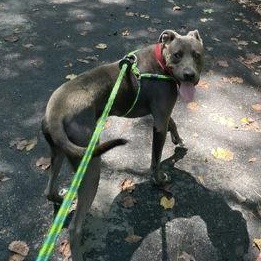 Knightly- Project Homebound, a ADOPTABLE Mixed Breed in Athens, GA image 4/5