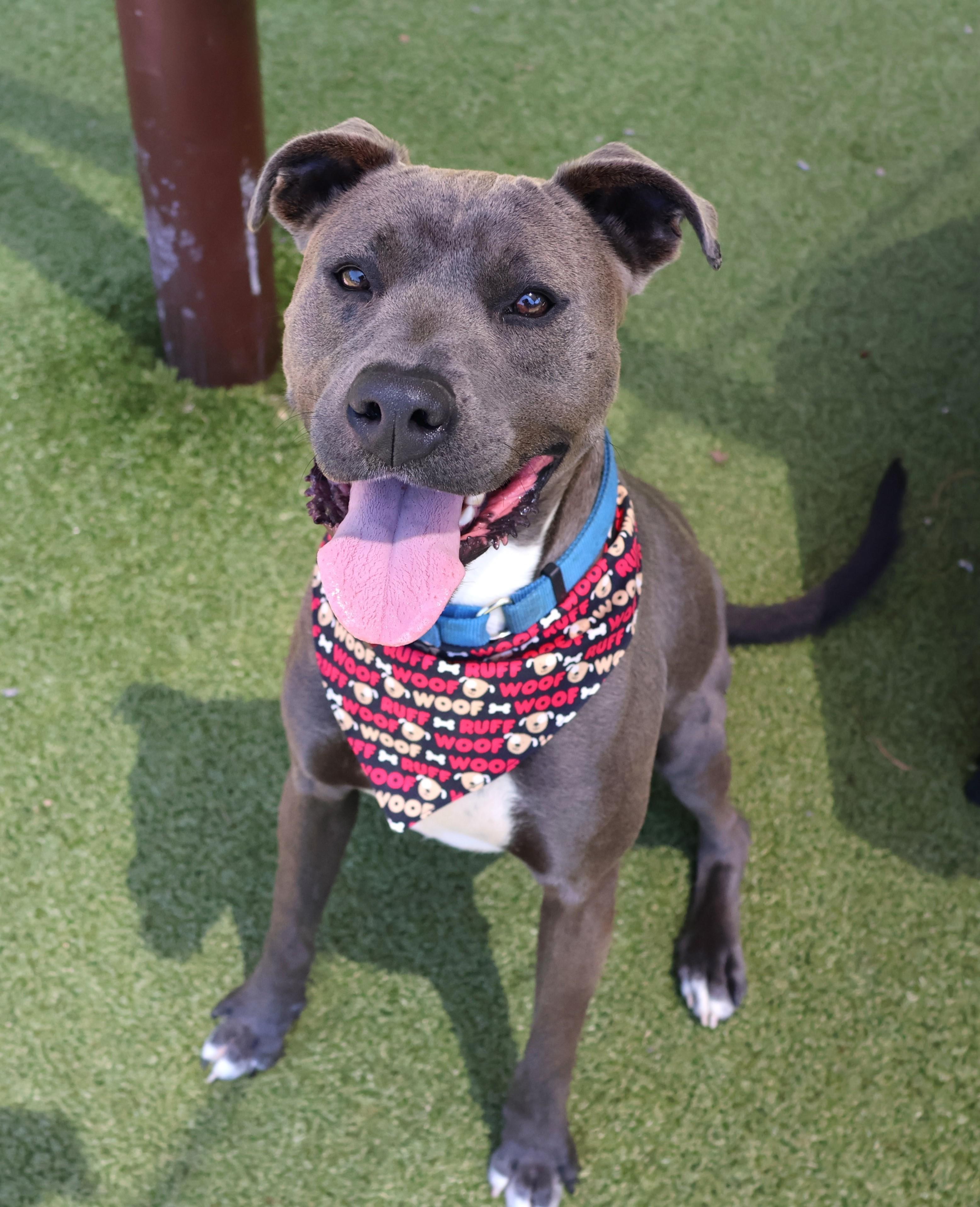 Knightly- Project Homebound, a ADOPTABLE Mixed Breed in Athens, GA image 1/5