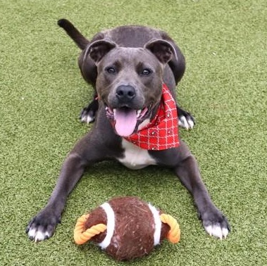 Knightly- Project Homebound, a ADOPTABLE Mixed Breed in Athens, GA image 2/5