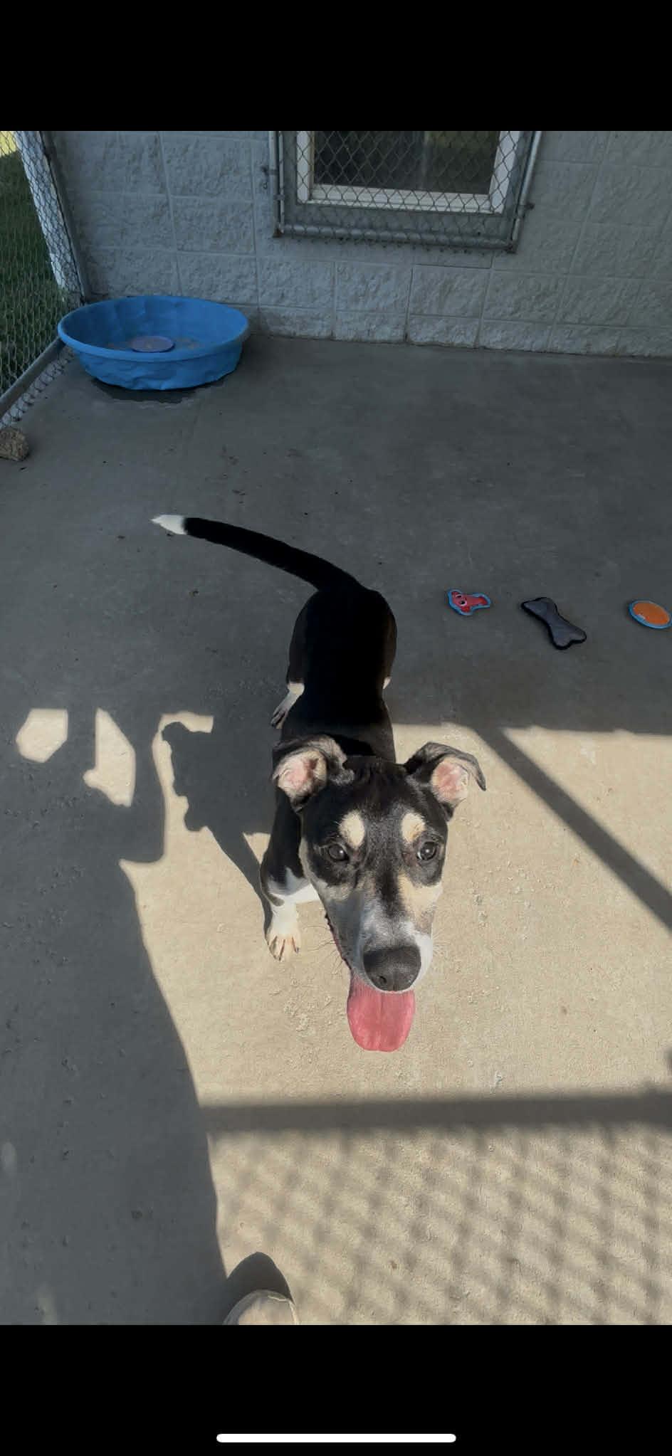 Enlarge Max, an adoptable mixed breed in Fort Payne, AL image 4/6