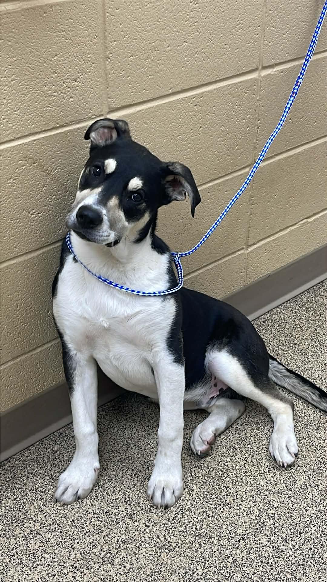 Max, adoptable, Young Male Husky & German Shepherd Dog.