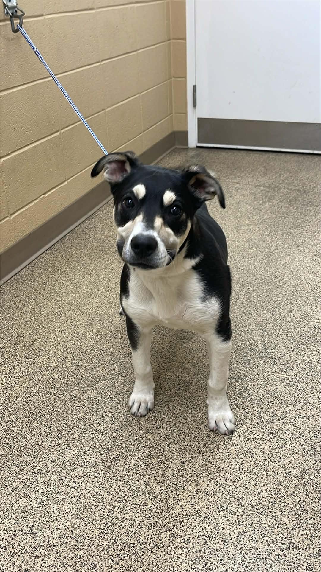 Enlarge Max, an adoptable mixed breed in Fort Payne, AL image 3/3