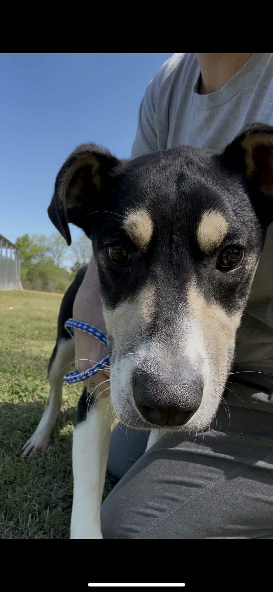 Enlarge Max, an adoptable mixed breed in Fort Payne, AL image 5/6