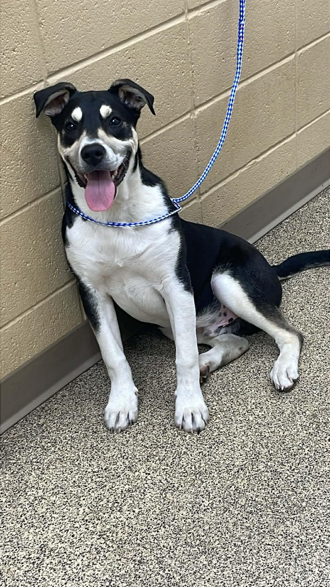 Enlarge Max, an adoptable mixed breed in Fort Payne, AL image 2/3