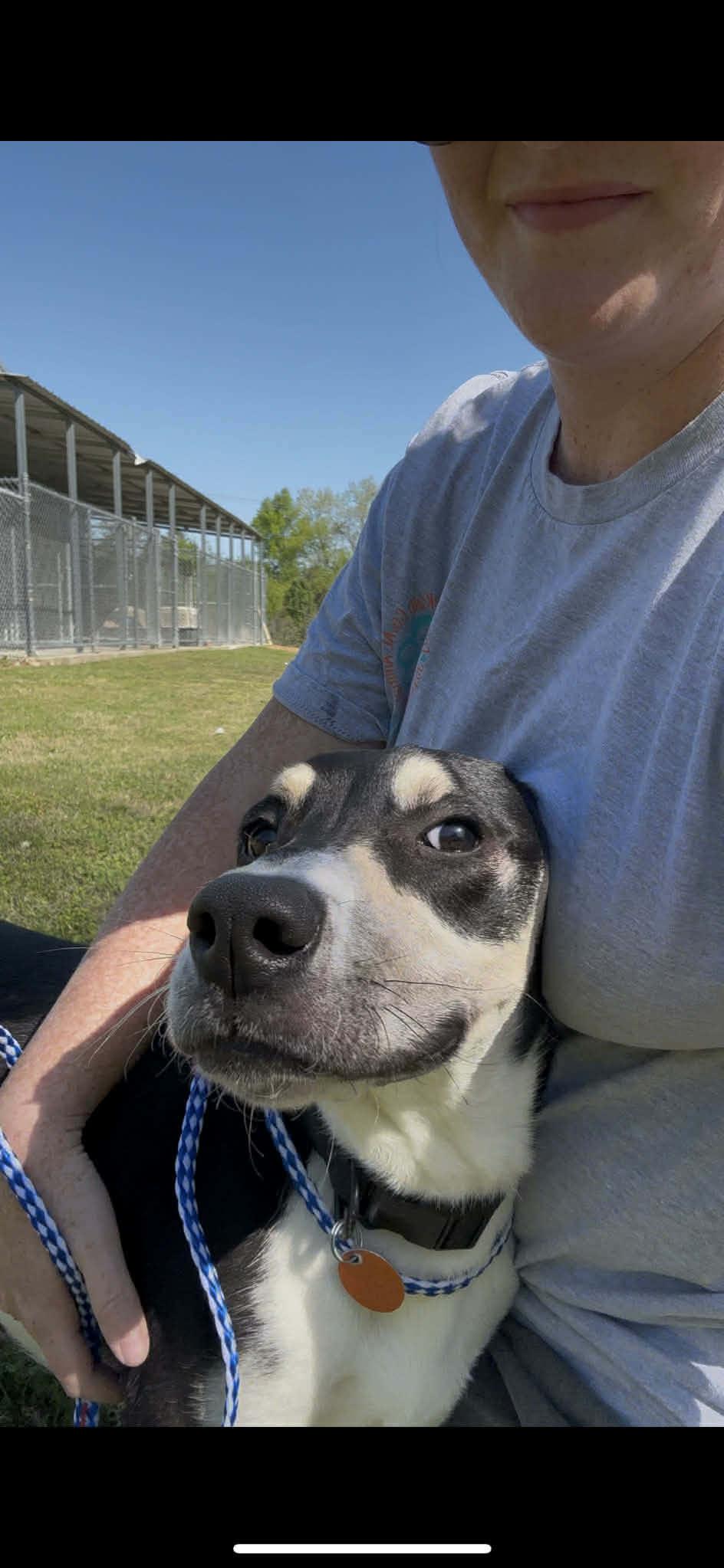 Enlarge Max, an adoptable mixed breed in Fort Payne, AL image 6/6